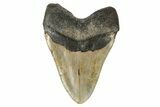Huge, Fossil Megalodon Tooth - North Carolina #192854-1